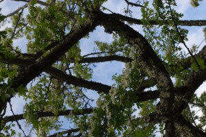 DSC_0047-300x200