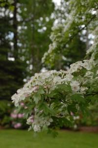 DSC_0051-e1275425547302-200x300