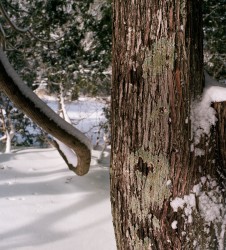 Cedar