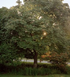 Chestnut
