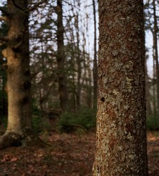 Larch