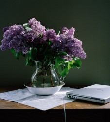 Lilac
