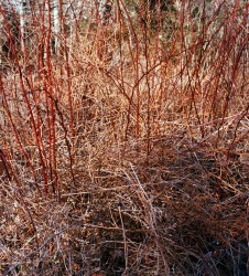Meadowsweet