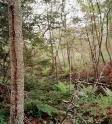 Mountain Ash