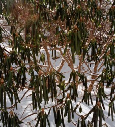 Rhododendron