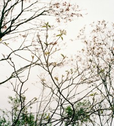 Serviceberry
