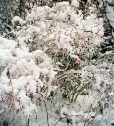Winterberry